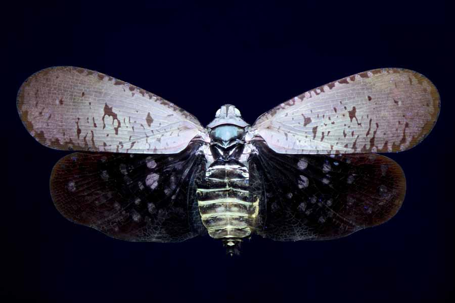 A_submaculata UV